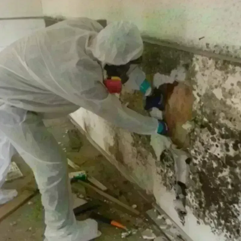 Mold Remediation and Removal in Sainte Genevieve, MO